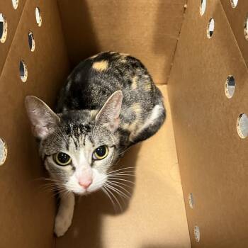 Kitten (Kitty) -  Domestic Short Hair Cat for Adoption in Tampa, Florida - Kitten (Kitty) | PetCurious