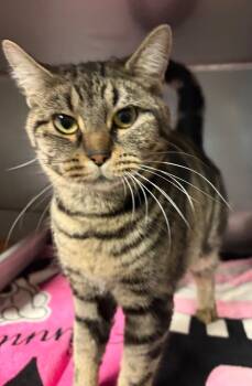 Rescue Domestic Short Hair Cats for Adoption in Huntington, Indiana - Sora | PetCurious