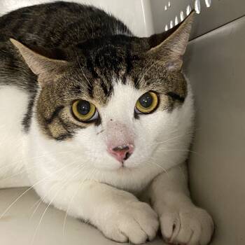 Rescue Domestic Short Hair Cats for Adoption in Allentown, Pennsylvania - Nimbus | PetCurious