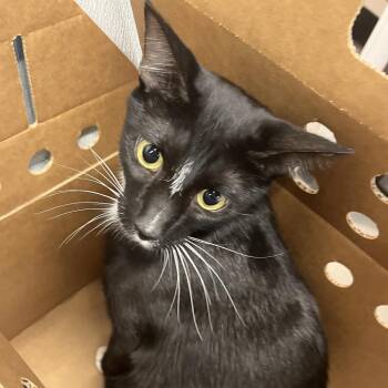 Yuji -  Domestic Short Hair Cat for Adoption in Tampa, Florida - Yuji | PetCurious
