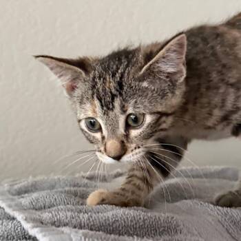 Lilac -  Domestic Short Hair Cat Available for Adoption in Chaska, Minnesota - Lilac | PetCurious