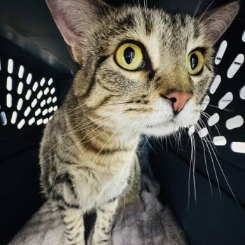 Smokey -  Domestic Short Hair Cat for Adoption in Des Moines, Iowa - Smokey | PetCurious