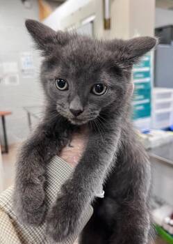 Spike -  Domestic Short Hair Cat for Adoption in Cincinnati, Ohio - Spike | PetCurious