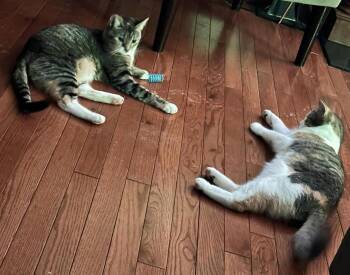 Domestic Short Hair Cats Available for Adoption in Attleboro, Massachusetts - Blossom And Hyacinth | PetCurious