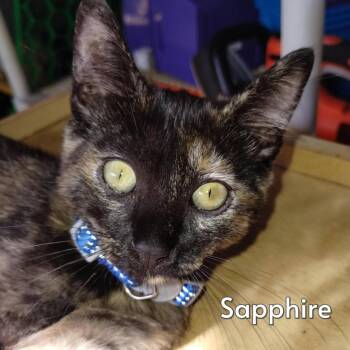 Sapphire (Courtesy Posting) -  Tortoiseshell and Domestic Short Hair Cat for Adoption in Hermosa Beach, California - Sapphire (Courtesy Posting) | PetCurious
