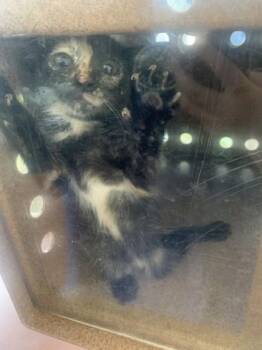 Kurl -  Domestic Short Hair Cat for Adoption in New Orleans, Louisiana - Kurl | PetCurious