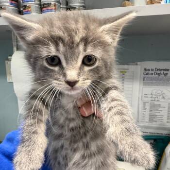 Barreleye Fish / Lacey -  Domestic Short Hair Cat for Adoption in Greensboro, North Carolina - Barreleye Fish / Lacey | PetCurious