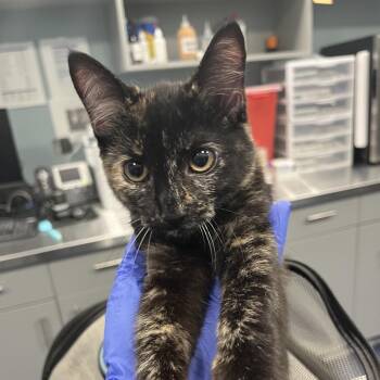 Stream -  Domestic Short Hair Cat for Adoption in Greensboro, North Carolina - Stream | PetCurious