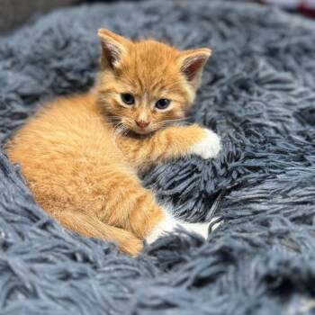 Rescue Domestic Short Hair Cats for Adoption in Pinson, Tennessee - Olaf | PetCurious