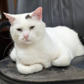 Domestic Short Hair Cats Available for Adoption in Milford, Iowa - Jamie | PetCurious