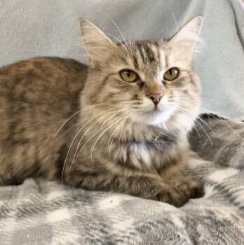 Tabby and Domestic Long Hair Cats Available for Adoption in Dublin, Ohio - Melody | PetCurious
