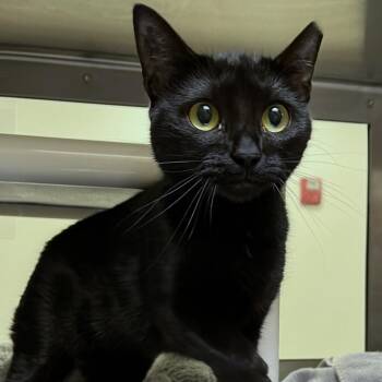 Minnie -  Domestic Short Hair Cat for Adoption in York, Pennsylvania - Minnie | PetCurious