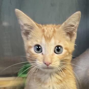 Bel Air -  Domestic Short Hair Cat for Adoption in Jacksonville, Arkansas - Bel Air | PetCurious