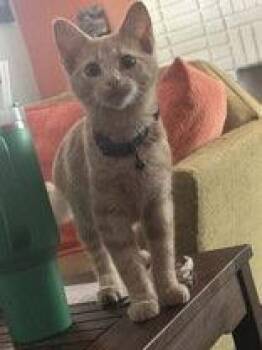 Slice -  Domestic Short Hair Cat for Adoption in Newport, Kentucky - Slice | PetCurious