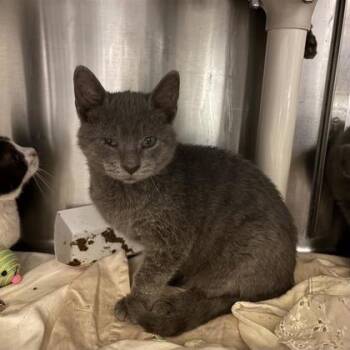 Rescue Domestic Short Hair Cats for Adoption in Dallas, Texas - Dutch | PetCurious