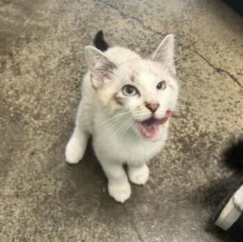 Sneaker -  Domestic Short Hair Cat for Adoption in Portland, Oregon - Sneaker | PetCurious