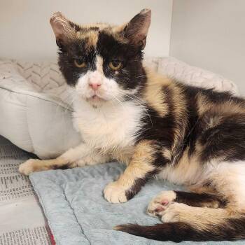 Domestic Short Hair Cats Available for Adoption in Phoenixville, Pennsylvania - Buggy | PetCurious