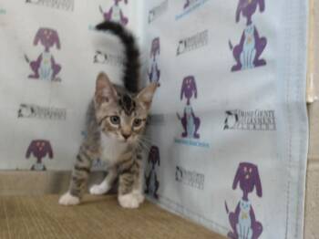 BUDDY -  Domestic Short Hair Cat for Adoption in Orlando, Florida - BUDDY | PetCurious