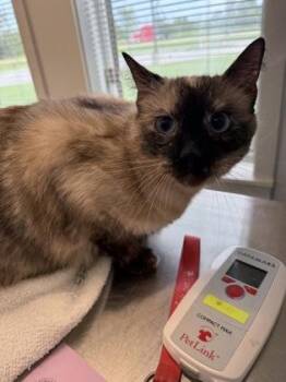 Nora -  Domestic Short Hair Cat for Adoption in Lafayette, Indiana - Nora | PetCurious