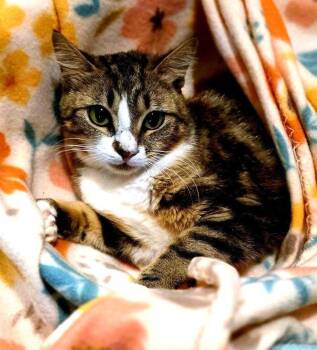 Rescue Tabby Cats for Adoption - Joy | PetCurious
