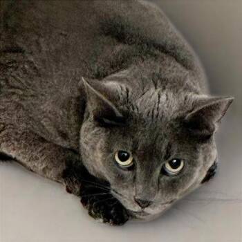 Onyx -  Domestic Short Hair Cat for Adoption in Nashville, Tennessee - Onyx | PetCurious