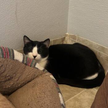 Boots -  Domestic Short Hair Cat for Adoption in Midland, Texas - Boots | PetCurious