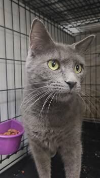 Rescue Domestic Short Hair Cats for Adoption in New York, New York - COSMO N- Big Friendly Boy! | PetCurious