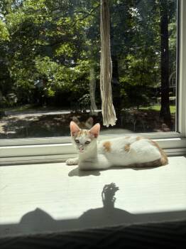 Rescue Turkish Van Cats for Adoption in Cary, North Carolina - Eric Northman | PetCurious