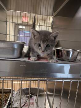 Tabby Cats Available for Adoption in Nacogdoches, Texas - Rider | PetCurious