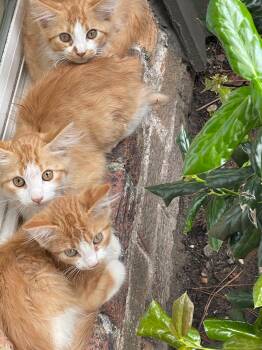 The Bakery Boys -  Domestic Long Hair Cat for Adoption in Houston, Texas - The Bakery Boys | PetCurious