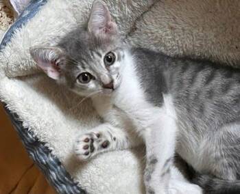Rescue Domestic Short Hair Cats for Adoption in Columbia, South Carolina - Rain | PetCurious