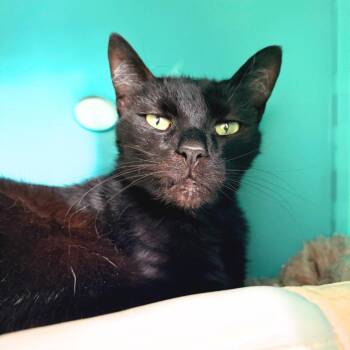 Domestic Short Hair Cats Available for Adoption - Silver | PetCurious