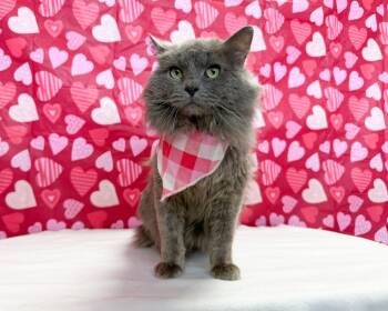 Rescue Domestic Long Hair Cats for Adoption in Lansing, Kansas - Zen | PetCurious