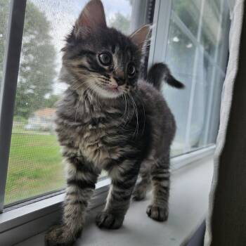 George -  Domestic Short Hair Cat for Adoption in Chattanooga, Tennessee - George | PetCurious