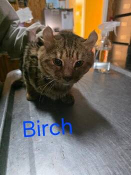 Rescue Highland Fold Cats for Adoption in Zimmerman, Minnesota - Birch | PetCurious