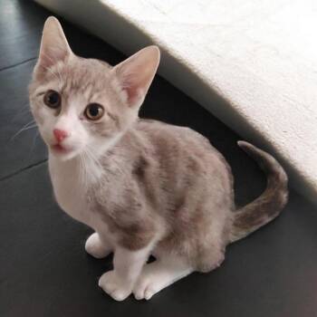 Benjamin -  Domestic Short Hair Cat for Adoption in North Richland Hills, Texas - Benjamin | PetCurious