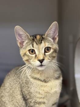 Rescue Domestic Short Hair Cats for Adoption in Pottsville, Pennsylvania - Cranberry | PetCurious