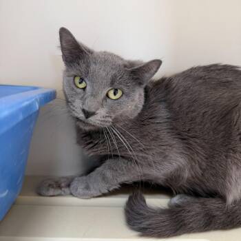 Domestic Short Hair Cats Available for Adoption in Cody, Wyoming - Acorn | PetCurious