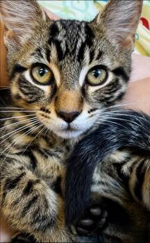Groot -  Domestic Short Hair Cat for Adoption in Sherwood, Arkansas - Groot | PetCurious
