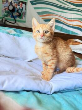 Cheeto -  Domestic Short Hair Cat for Adoption in Pompano Beach, Florida - Cheeto | PetCurious