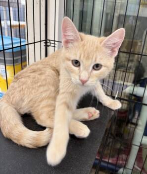 Alfalfa -  Domestic Short Hair Cat for Adoption in Lemoore, California - Alfalfa | PetCurious