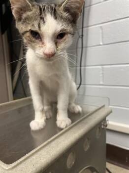 Rescue Domestic Long Hair Cats for Adoption in Stockton, California - A364704 | PetCurious