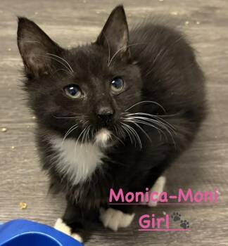 Domestic Long Hair Cats Available for Adoption in Telford, Pennsylvania - Monica (Free At Last Litter) | PetCurious