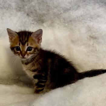 Whimsy -  Domestic Short Hair Cat for Adoption in Newcastle, Oklahoma - Whimsy | PetCurious
