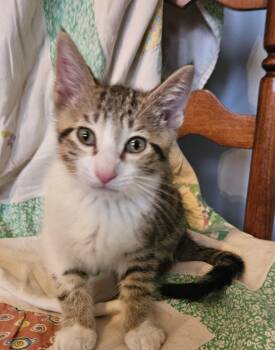 Domestic Short Hair Cats Available for Adoption in Greenville, Illinois - Barnaby | PetCurious