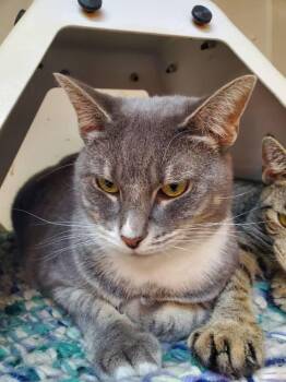 4-Marty -  Domestic Short Hair Cat for Adoption in Salisbury, Maryland - 4-Marty | PetCurious