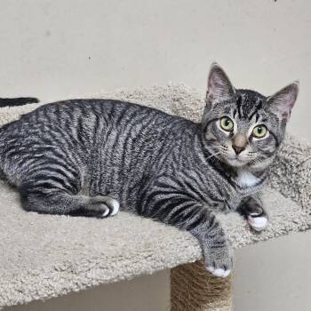 Ryman -  Domestic Short Hair Cat for Adoption in Hudsonville, Michigan - Ryman | PetCurious