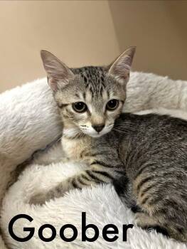 Goober -  Domestic Short Hair Cat for Adoption in Oviedo, Florida - Goober | PetCurious
