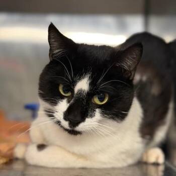 Ruger -  Domestic Short Hair Cat Available for Adoption in Cumming, Georgia - Ruger | PetCurious
