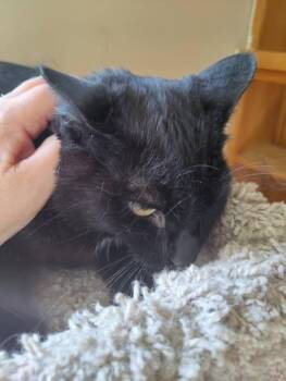 Alfie -  Domestic Short Hair Cat for Adoption in Spencerville, Ontario - Alfie | PetCurious